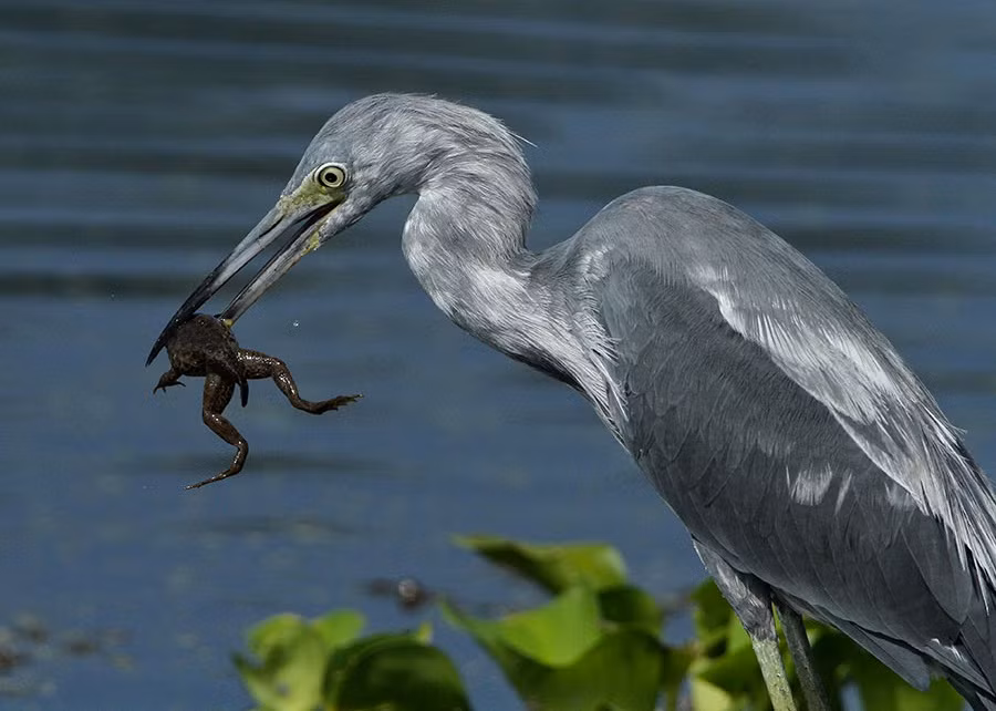 Một khi đã bị kìm kẹp trong chiếc mỏ sắc nhọn, cứng cáp của diệc xanh, rất khó có cơ hội thoát nhân cho những con mồi bé nhỏ. (Ảnh: Two Shutterbirds)