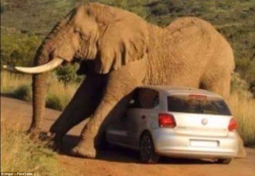 Ghé thăm châu Phi, khám phá thiên nhiên hoang dã là một lựa chọn không tồi. Tuy nhiên bạn đã bao giờ nghĩ tới chuyện bị những động vật hoang dã hung dữ tấn công hay chưa? (Nguồn Sina)