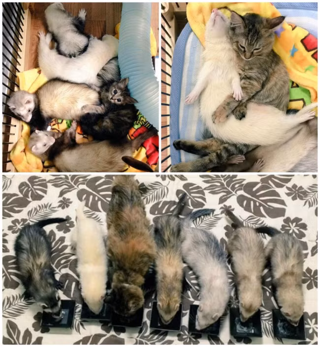 Cô mèo xinh đẹp Komari và những người bạn chồn sương. Sống chúng với nhau từ khi còn bé, giờ đây Komari đã chẳng thể tách rời những người bạn khác loài của mình. (Nguồn Brighside)