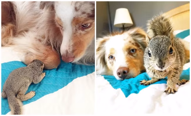 Chó Callie và chú sóc Stewart luôn bên nhau không rời, chứng minh tình bạn động vật bền chặt, gắn bó. (Nguồn Brighside)