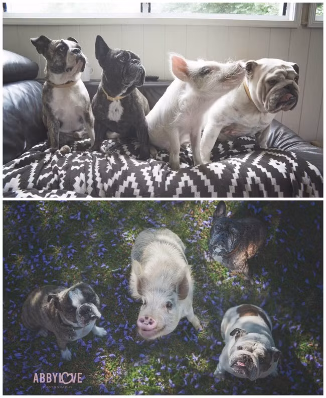 Cô lợn nhỏ Olive và những người bạn là hai chú chó bulldogs, một chú chó sục Boston. Vì sống chung với những người bạn khác loài từ tấm bé, cô lợn này cũng tưởng mình là một con chó luôn. (Nguồn Brighside)