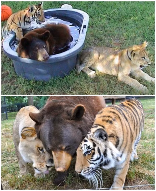 Tình bạn động vật nổi tiếng của bộ ba gấu Baloo, sư tử Leo và hổ vằn Shere Khan đã lay động trái tim của rất nhiều người. Cả ba đều được giải cứu khỏi những vườn thú tư nhân tồi tệ và đưa về trung tâm, chăm sóc, nuôi dưỡng. Cùng hoàn cảnh, cả ba đã gắn bó bên nhau từ bé đến lớn, thực sự coi nhau như người thân cùng một gia đình. (Nguồn Brighside)