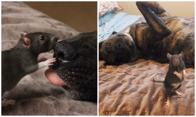 Trường hợp của Riff, một con chuột kết bạn cực thân với một chú chó tên là Osiris khiến nhiều người bất ngờ. Osiris là một chú chó hiền lành, tốt bụng đã cứu giúp rất nhiều động vật mắc nạn. (Nguồn Brighside)