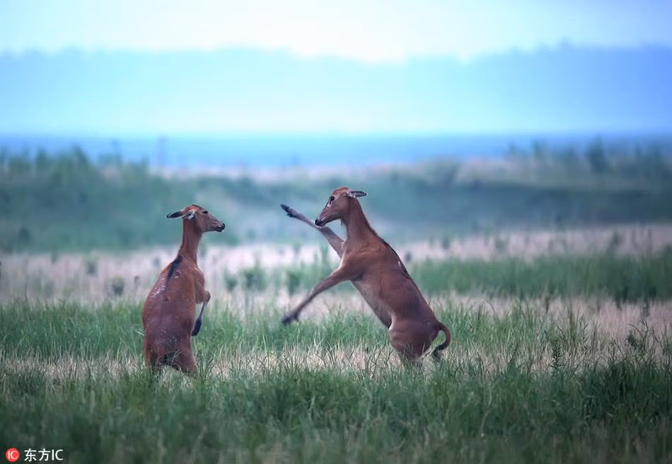 Trong dân gian Trung Quốc, những con hươu hoang dã Elaphurus davidianus được coi là loài vật làm nền tảng cho sinh vật huyền thoại có tên "Tứ bất tượng", là một loài đặc biệt có ở Trung Quốc.
