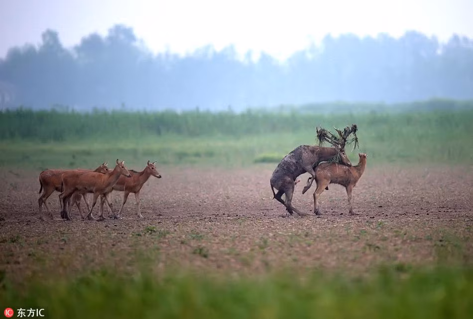Trong con mắt của những con hươu đực, đó là hình ảnh mạnh mẽ, chúng hi vọng có thể thu hút được sự chú ý của những con cái. Không giống như những loài động vật khác chia đều "mỹ nhân" cho cả đàn.