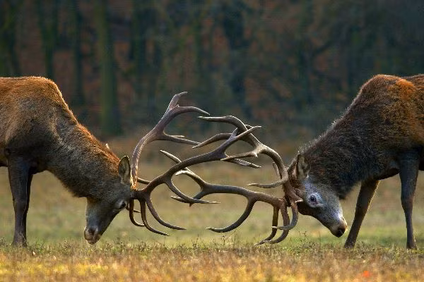 Sở dĩ được gọi như vậy bởi nó được coi là loài vật có sừng giống hươu nhưng không phải hươu, mặt giống ngựa nhưng không phải ngựa, tiếng kêu giống bò nhưng không phải bò, đuôi giống lừa nhưng không phải lừa. (Ảnh: Pinterest)
