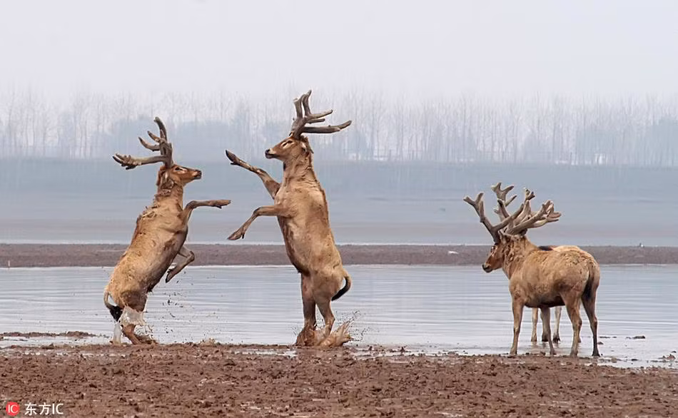 Tại khu bảo tồn thiên nhiên Thiên Cầm, thành phố Thạch Thủ, tỉnh Hồ Bắc có hơn 1100 con hươu hoang dã. Mùa xuân về, vạn vật tái sinh, những con hươu trưởng thành bắt đầu thể hiện bản thân, tắm bùn, dùng cỏ làm trang sức.