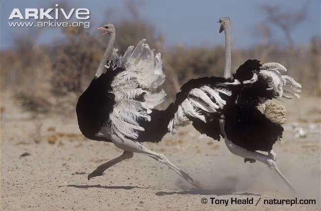 Trong tự nhiên, đà điểu đực đánh nhau vì rất nhiều vấn đề, trong đó nổi cộm là vấn đề tranh giành lãnh địa, tranh giành quyền giao phối. Việc chiến đấu với đồng loại để bảo vệ con cái hiếm khi xảy ra. (Ảnh: Arkive)