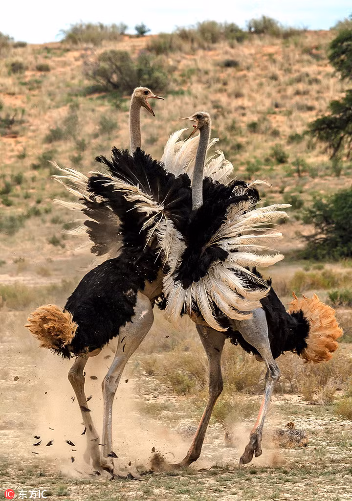 Chúng đánh nhau cực kỳ dữ dội, từng mảnh lông rơi lả tả sau những cú mổ trời giáng. (Nguồn Sina)