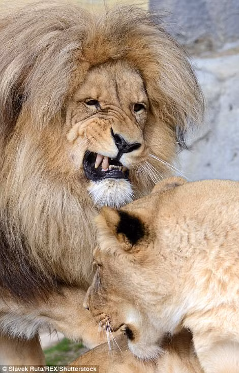 Ronja nằm cuộn tròn trên mặt đất, giơ móng vuốt vào không khí, trong khi Leon tiếp tục rống lên và cắn vào người của Ronja. (Nguồn Dailymail)