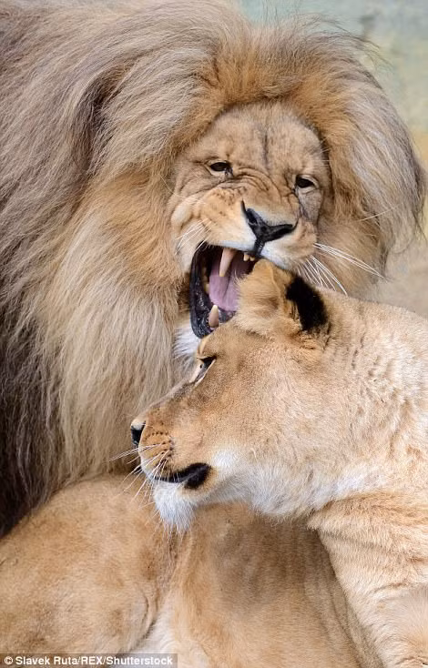 Theo các nhân viên vườn thú, Leon và Ronja vốn là một cặp anh em. Hàng ngày chúng vô cùng thân thiết với nhau, cùng sinh hoạt, cùng chơi đùa. (Nguồn Dailymail)