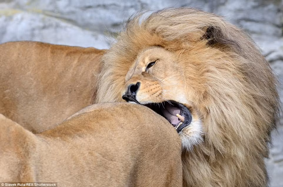 Mới đầu, con sư tử đực có tên là Leon tỏ vẻ giận dữ, gầm gừ và cắn vào mông của sư tử cái Ronja. (Nguồn Dailymail)