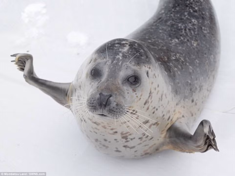 Nó cũng tỏ ra thân thiện với con người hơn hẳn sau khi được tặng cho món quà xinh xắn. (Nguồn Dailymail)