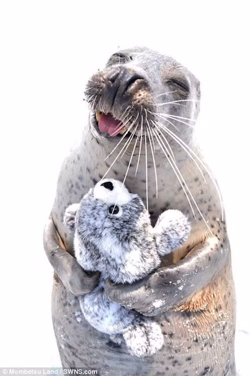 Theo các nhân viên vườn thú, những đồ chơi bằng thú bông cũng được phân phát cho những con hải cẩu khác. (Nguồn Dailymail)