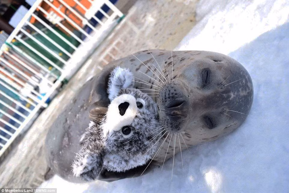 Niềm vui tinh khiết của Hiyori khiến nhiều người tỏ ra vô cùng thích thú. (Nguồn Dailymail)