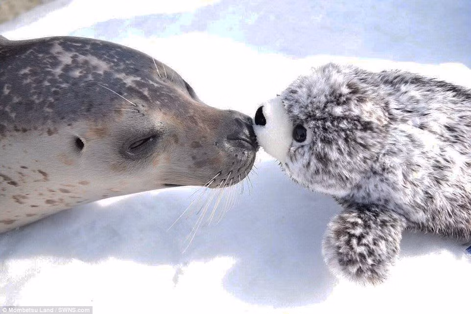 Khi thấy không ai để ý, hải cẩu đáng yêu Hiyori còn len lén hôn hít thú nhồi bông của mình một cách vô cùng dịu dàng, thân thiện. (Nguồn Dailymail)