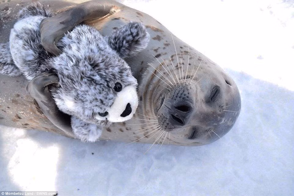 Tuy vậy, chỉ có Hiyori là tỏ ra đặc biệt thích thú với gấu bông mình được tặng. Nó ôm theo món đồ chơi mềm mại đi khắp nơi, ngay cả lúc ngủ cũng ôm thật chặt. (Nguồn Dailymail)