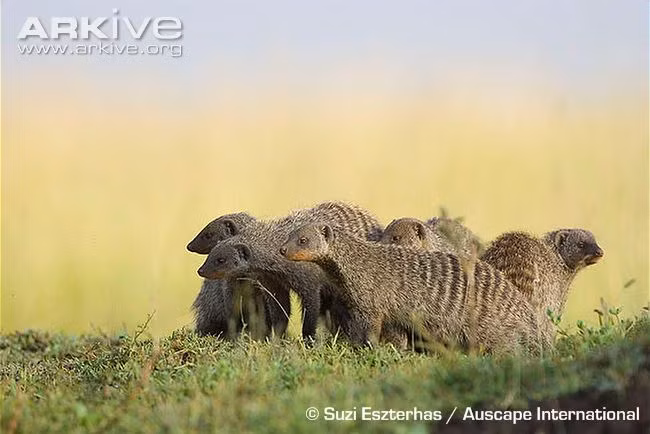 Theo quan sát, cuộc chiến đấu giữa các băng đảng cầy Mangut rất hỗn loạn. Mỗi bên chiến tuyến có tới từ 20 đến 30 thành viên, chúng lao thẳng vào nhau và cắn xé nhiệt tình, không nể nang. (Ảnh: Arkive)