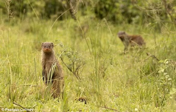 Mỗi băng nhóm có từ 30 đến 40 thành viên, thường xuyên tham chiến vào khoảng thời gian những con cầy Mangut cái đang nuôi con, khi mà nhu cầu về thực phẩm và lãnh thổ tăng cao. Nguồn ảnh: Feargus Cooney