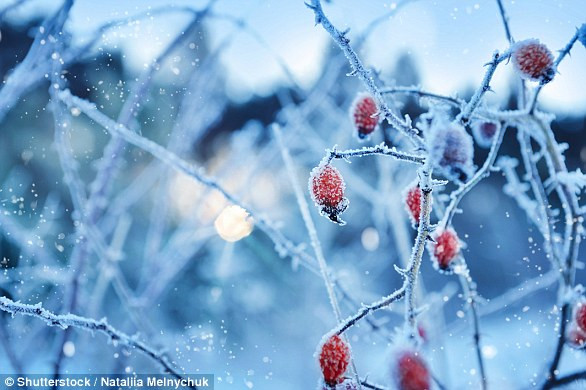 Wurr, hiện tượng các tinh thể nước đá mềm hình thành trên thực vật và các đối tượng như băng ghế và bức tường. Những tinh thể nước đá này đôi khi phủ dày đến nỗi người ta tưởng nhầm nó là những bông tuyết.(Nguồn Dailymail)