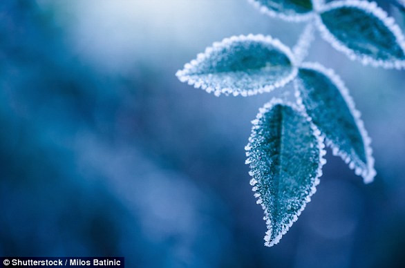 Hiện tượng băng mỏng phủ lên cành, lá, hoa được gọi là Ammil, bắt nguồn từ một từ cổ trong tiếng Anh - ammel có nghĩa là tráng men.(Nguồn Dailymail)