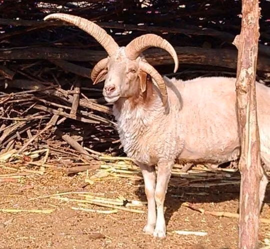 Cừu 4 sừng cũng được phát hiện ở Trương Dịch, Cam Túc, phía tây bắc Trung Quốc cách đây vài năm. Theo khoa học, đột biến về sừng là một dạng đột biến cực hiếm, tỷ lệ ít hơn khoảng 1/1.000.000. (Nguồn Sina) Theo chăn nuôi địa phương nuôi và cán bộ thú y, người đứng đầu của sừng dài dài hoặc ít hơn, có lẽ bởi vì khi con cừu cái mang thai ăn thức ăn ô uế do đột biến gen, có thể có con cừu cái và đực là họ hàng gần gũi. Khi tốc độ biến thể này của một vài phần triệu, không phải là phổ biến.