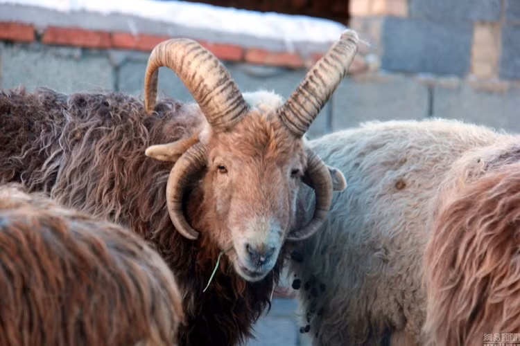 Trước đó, vào tháng 1/2017, một con quái vật cừu 4 sừng cũng được phát hiện ở khu vực Tân Cương, Trung Quốc. (Nguồn Sina)