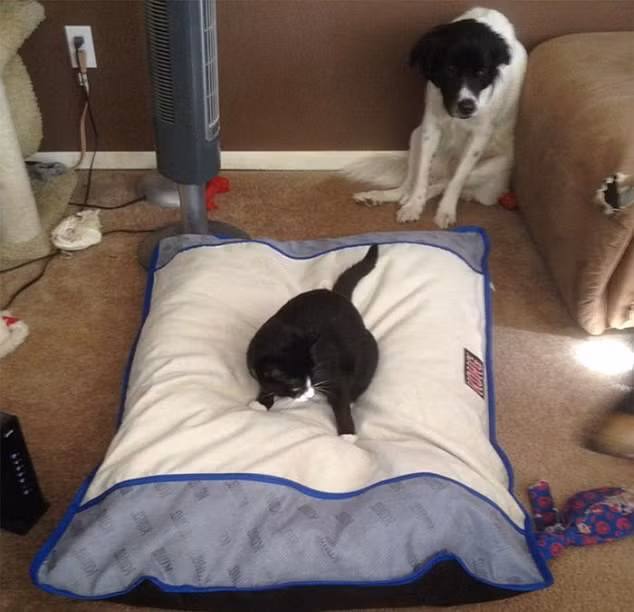 Cũng bại trận trước sự nanh ác của mèo, chú chó này sợ hãi tới mức nép hẳn vào góc giường. (Nguồn Dailymail)