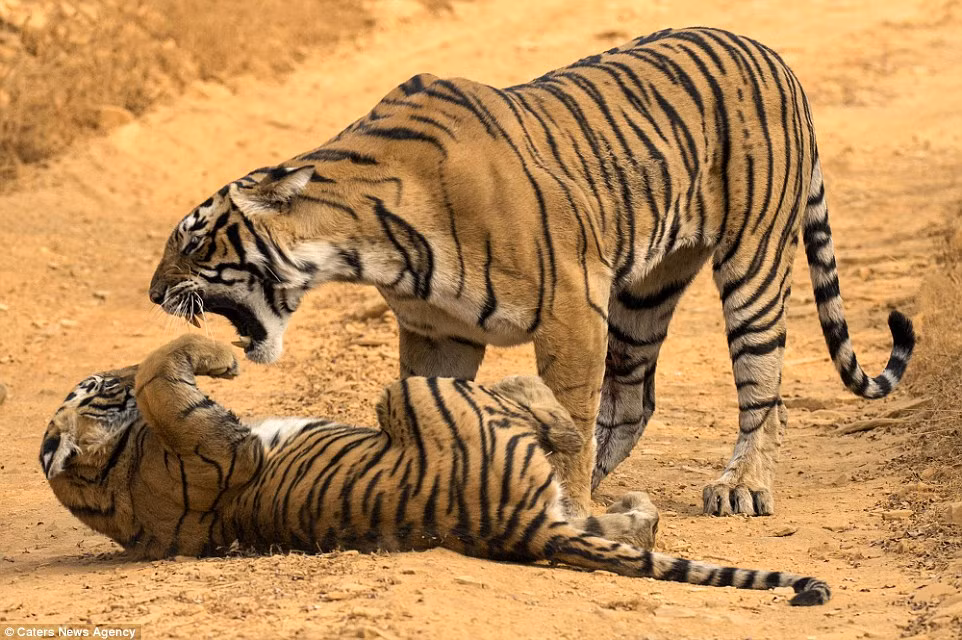 Những bức ảnh tuyệt đẹp này được chụp tại khu bảo tồn hổ Ranthambore ở Rajasthan, miền tây Ấn Độ bởi nhiếp ảnh gia tài năng Aditya Singh, người đã theo dõi con hổ vằn mẹ Krishna từ khi nó còn nhỏ. (Nguồn Dailymail)