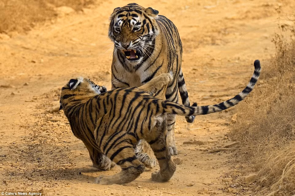Có thời điểm, cô hổ con vùng lên để tranh đấu với mẹ của mình nhưng thực lực cách quá xa khiến nó nhanh chóng bị mẹ quật ngã. (Nguồn Dailymail)