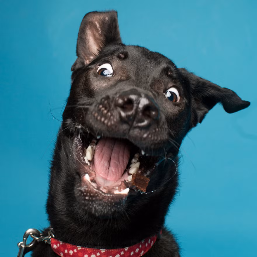 Nhìn thấy miếng sô cô la bay qua trước mắt, chú chó này vội vã đến văng cả nước miếng để bắt kịp miếng ngon. (Nguồn Bored Panda)