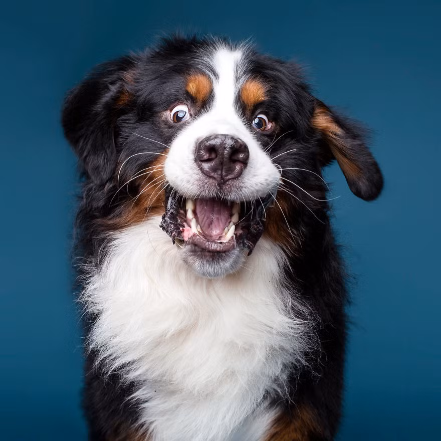 Ngạc nhiên trước món quà mà cô chủ hứa sẽ cho sau khi chụp ảnh, chú chó biểu lộ một khuôn mặt ngạc nhiên, hạnh phúc. (Nguồn Bored Panda)