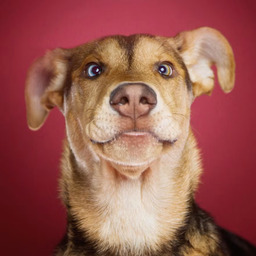 Rất tự nhiên, khi thấy ống kính chĩa về phía mình, chú chó nghịch ngợm lập tức làm mặt xấu, mắt lác để trêu tức nhiếp ảnh gia. (Nguồn Bored Panda)