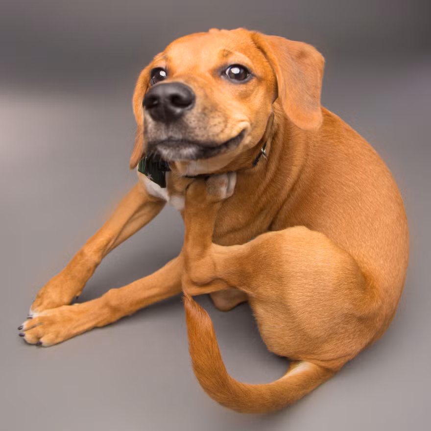 Khoảnh khắc gãi cằm tự nhiên như ở nhà của chú chó này khiến chú ta có một hình ảnh hài hước nhưng cũng rất tự tin. (Nguồn Bored Panda)