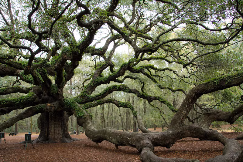 Những cành dưới của cây thiên thần Oak vì quá lớn và nặng đã nằm bò ra mặt đất, trông như những mạch máu khổng lồ rất ấn tượng và có phần đáng sợ. (Ảnh: Pinterest)