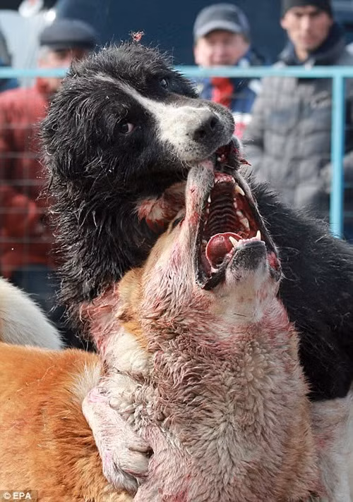 Trong khi những con chó mất hết lý trí cắn xé đồng loại của mình thì các nhà lai tạo, chủ sở hữu và khán giả hào hứng theo dõi, cổ vũ, thản nhiên chụp ảnh, quay video ghi lại cảnh kinh hoàng. (Nguồn Dailymail)