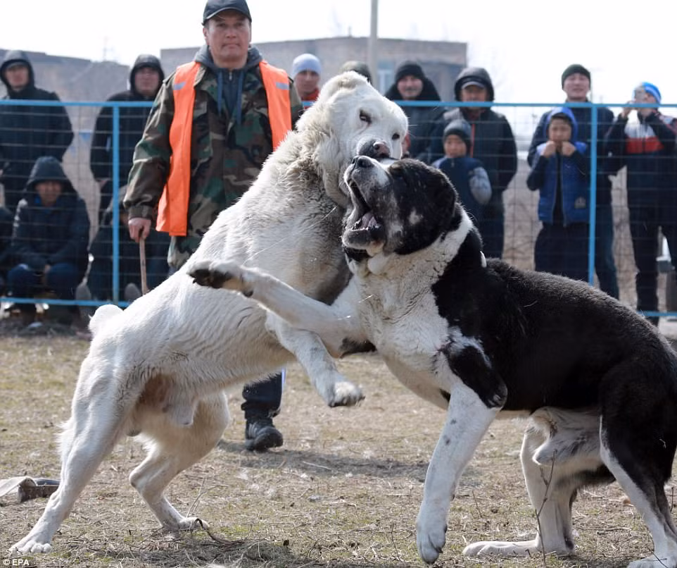 Được biết, những con chó có thể xé xác nhau và ngay cả khi đã đổ máu, trận chiến vẫn không được dừng lại. (Nguồn Dailymail)
