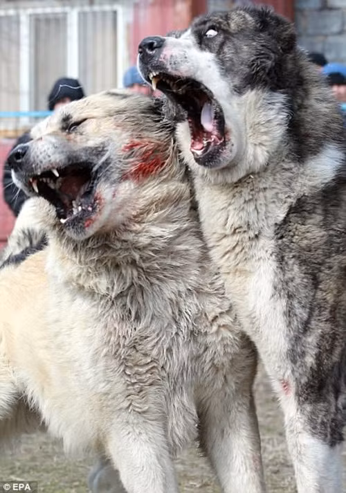 Rất nhiều con chó bị thương tật vĩnh viễn hoặc có thể bỏ mạng vì những vết thương quá nặng. Tuy nhiên vẫn không một ai thương xót chúng. (Nguồn Dailymail)