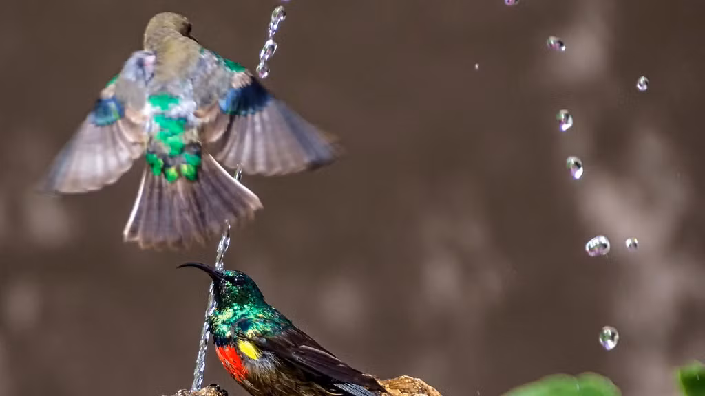 Nó rất cảnh giác, luôn trong tư thế sẵn sàng chiến đấu, chỉ cần những con chim nhỏ kia tiến sát vào chỗ đứng của mình, chắc chắn nó sẽ không để yên. (Nguồn Sina)