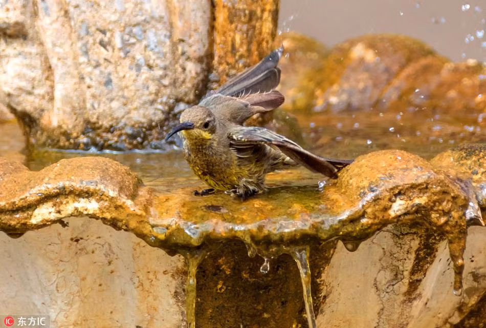 Cuối cùng, con chim lớn nhất cũng đợi được hai kẻ xâm phạm ồn ào rời đi, sau khi chậm rãi quan sát xung quanh, nó thong thả tắm rửa đàng hoàng. (Nguồn Sina)