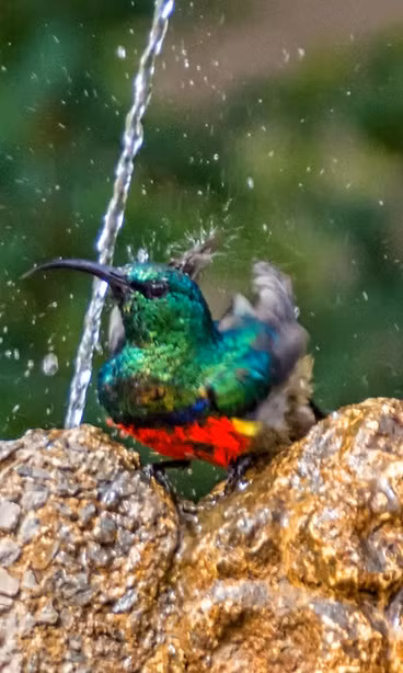 Được biết, những con chim này thuộc loài chim mặt trời (sunbirds), họ chim Hút mật, là một họ trong bộ Sẻ chứa các loài chim nhỏ. Trong tiếng Việt, loài chim này có tên gọi chung là chim hút mật, chim bắp chuối. (Nguồn Sina)