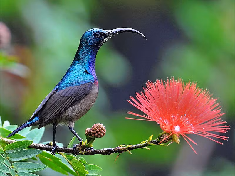 Trong ảnh là chim mặt trời với bộ lông óng ánh và chiếc mỏ cong cong, thích hợp với việc hút mật hoa. (Ảnh: Lifescapes)