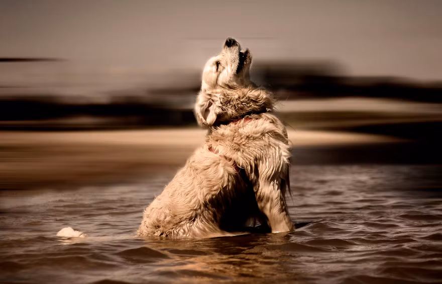 Morsik "diễn sâu" không thua kém người mẫu chuyên nghiệp khi chụp ảnh chân dung. (Nguồn Bored Panda)