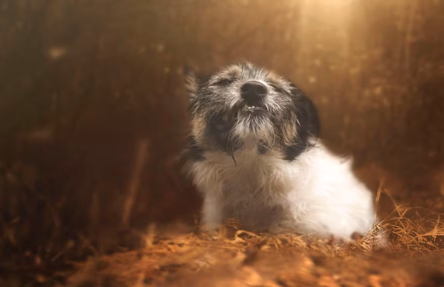 Trong ảnh là khoảnh khắc Kicia đẹp như một vị thần trong rừng thẳm. (Nguồn Bored Panda)