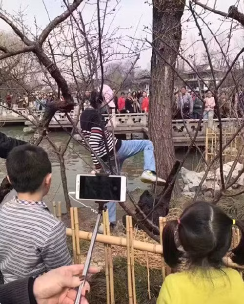 Mặc cho những con chim thiên nga kêu lên thảm thiết và ra sức bảo vệ trứng của mình, thanh niên này chỉ đơn giản là quay lại và đánh đập đôi thiên nga, thậm chí còn làm cánh của chúng bị thương. (Nguồn Sina)
