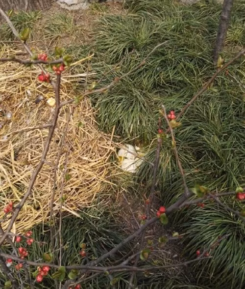 Về phần đôi thiên nga đen, sau khi tận mắt chứng kiến những đứa con chưa kịp chào đời của mình chết thảm bởi sự tàn ác của con người, chúng trở nên buồn bã, tuyệt vọng. Chim mẹ gục mặt xuống tổ và khóc trong khi chim bố ngửa mặt lên trời kêu lên những tiếng ai oán, khiến mọi người không khỏi xót xa, áy náy. (Nguồn Sina)