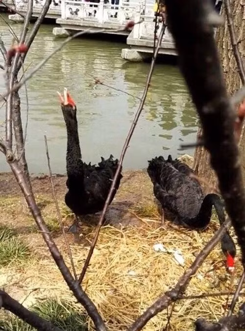 Khi thấy tổ của mình bị tấn công, thiên nga bố và thiên nga mẹ đã không ngại nguy hiểm, lao vào bảo vệ trứng và tấn công chàng thanh niên hung dữ. Tuy nhiên sự chênh lệch về sức khỏe khiến đôi thiên nga đen chịu thiệt. (Nguồn Sina)