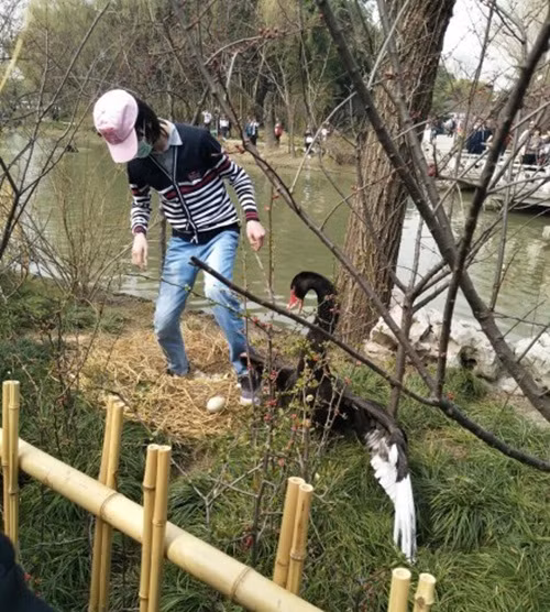 Đến thời điểm này, hành động của thanh niên hung tợn đã thu hút sự chú ý của mọi người. Rất nhiều người hét lên rằng hãy trả lại quả trứng cho những con thiên nga ngay lập tức. (Nguồn Sina)