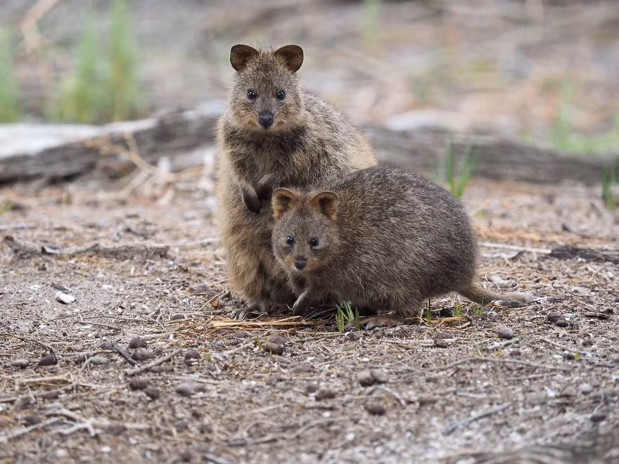 Quokkas là một động vật có tính xã hội cao, thích nghi mạnh, không thực sự sợ hãi con người. Nếu như được tin tưởng, những con Quokkas còn thoải mái đùa nghịch, chơi trò chơi với con người. (Nguồn Bored Panda)