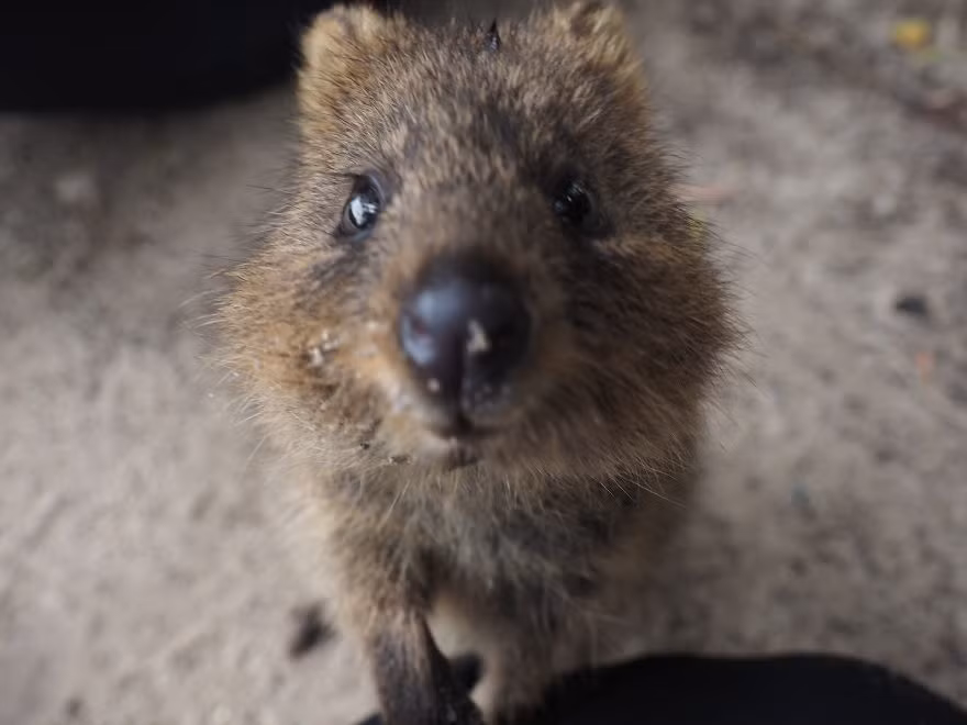 Quokkas có thể được tìm thấy trên một số đảo nhỏ ngoài khơi bờ biển Tây Úc, đặc biệt ở đảo Rottnest ngay ngoài khơi Perth và đảo Bald gần Albany. (Nguồn Bored Panda)